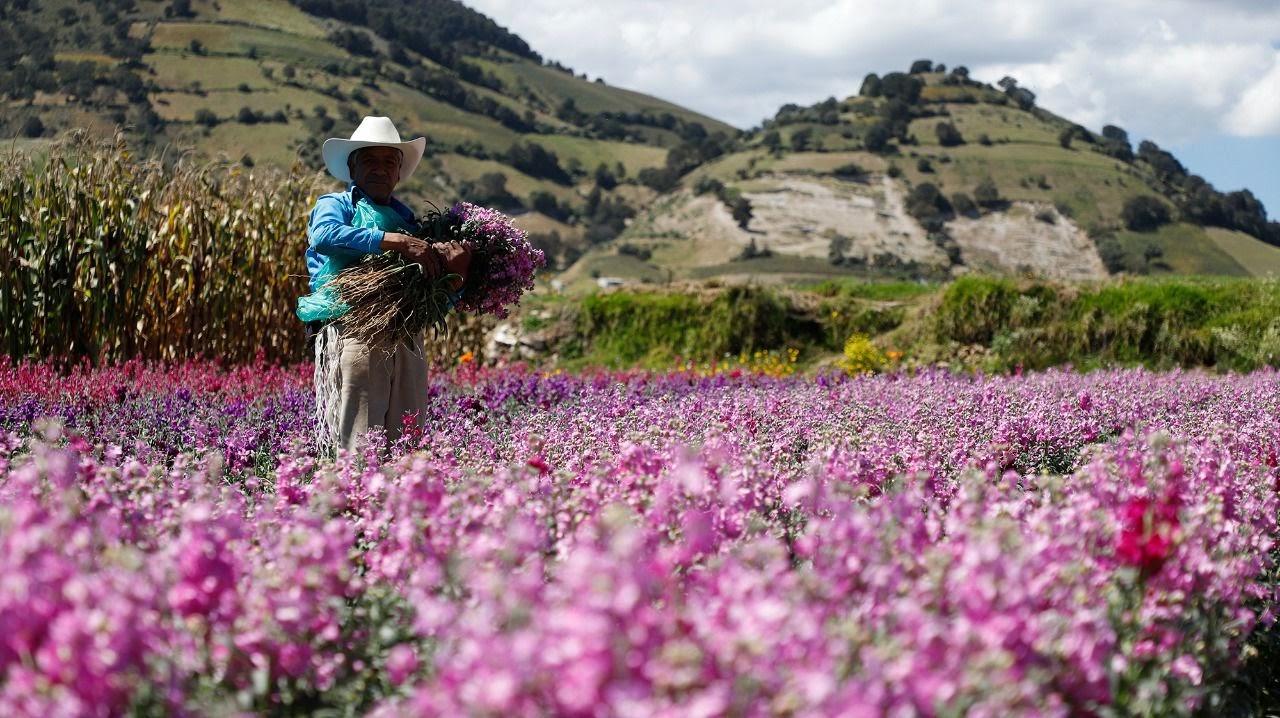 Cosechan flores mexiquenses para esta temporada de Día de Muertos | Eje19