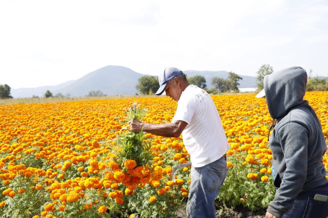 Floricultores mexiquenses alistan producto para atender demanda del Día de  Muertos | Eje19