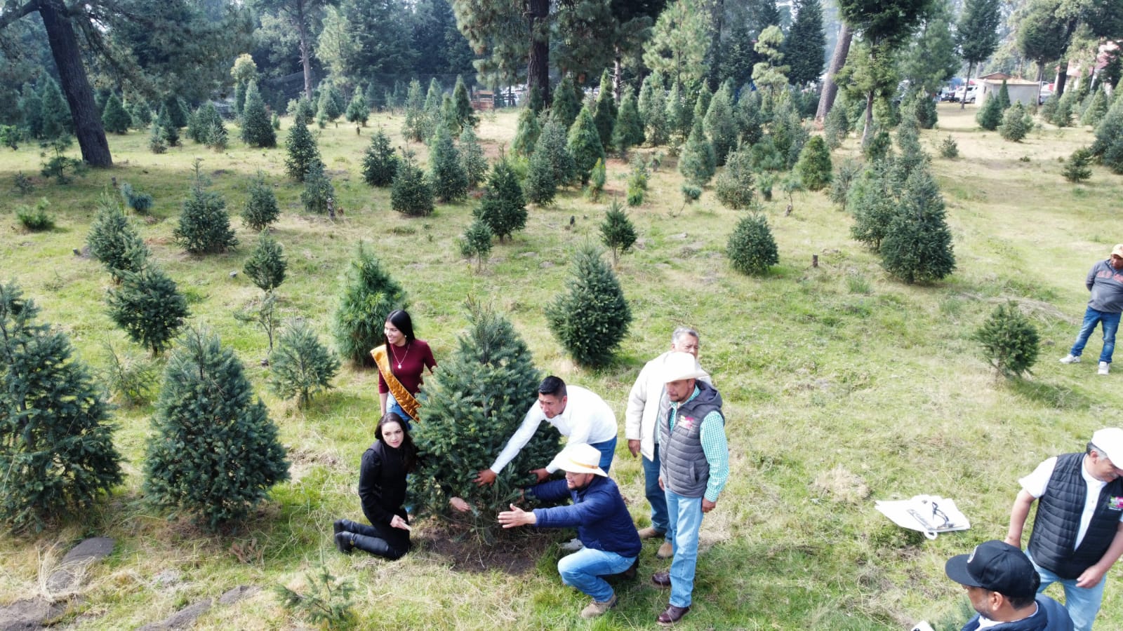 Comienza temporada de corte y venta de Árboles de Navidad en Amecameca |  Eje19